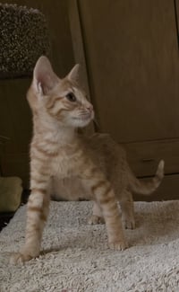 Jolene - Photo 3