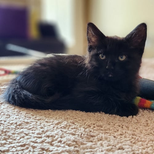 RUMI - Domestic Short Hair available for adoption
