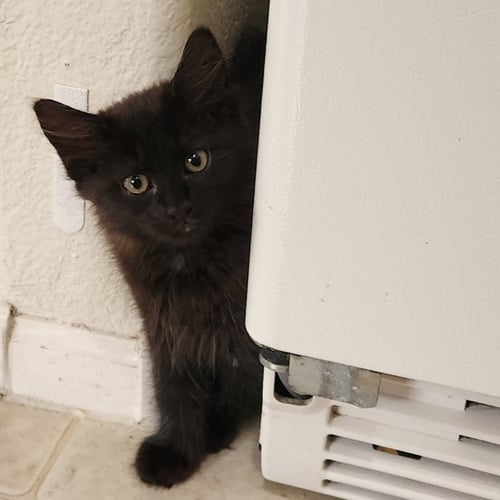 RUMI - Domestic Short Hair available for adoption