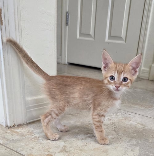 BONES - Domestic Short Hair available for adoption