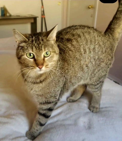 NOPPIE - Domestic Medium Hair / Tabby available for adoption