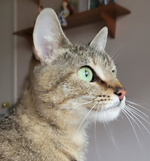 NOPPIE - Domestic Medium Hair / Tabby available for adoption