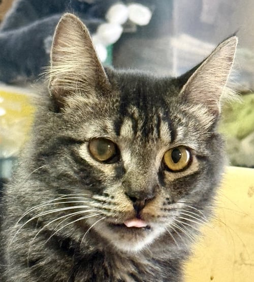 CUDDLES - Domestic Medium Hair for adoption in Peoria