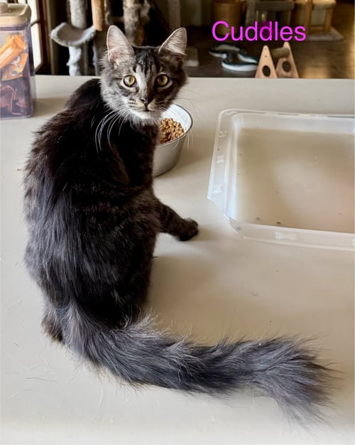 CUDDLES - Domestic Medium Hair available for adoption