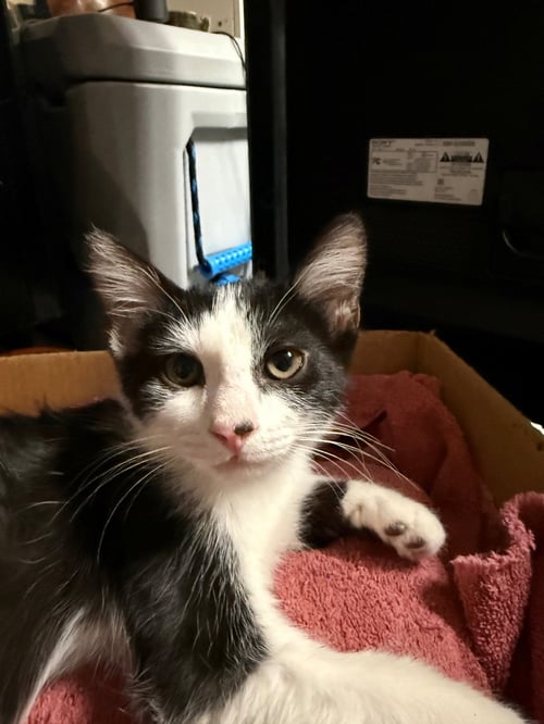 ROWAN - Domestic Short Hair available for adoption
