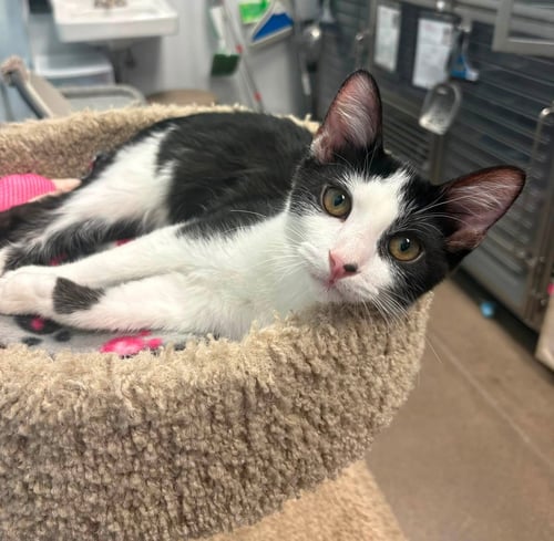 ROWAN - Domestic Short Hair for adoption in Phoenix