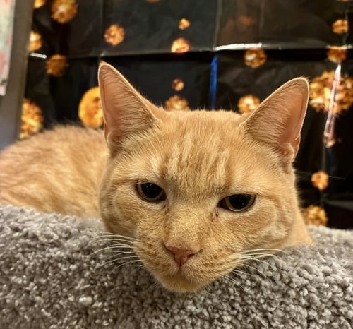 BUTTERS (FIV) - Domestic Short Hair available for adoption