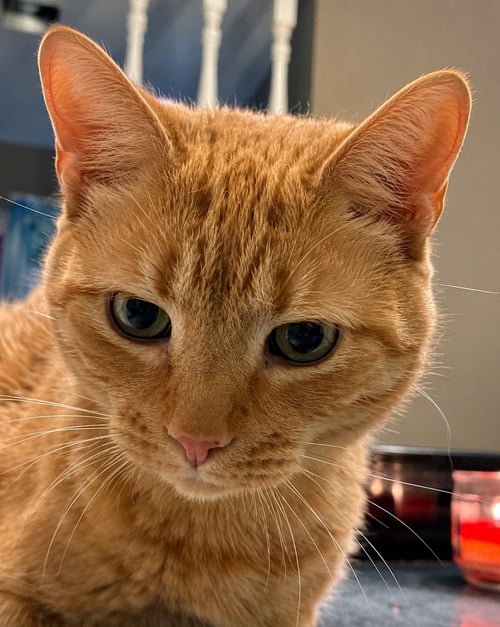 BUTTERS (FIV) - Domestic Short Hair available for adoption