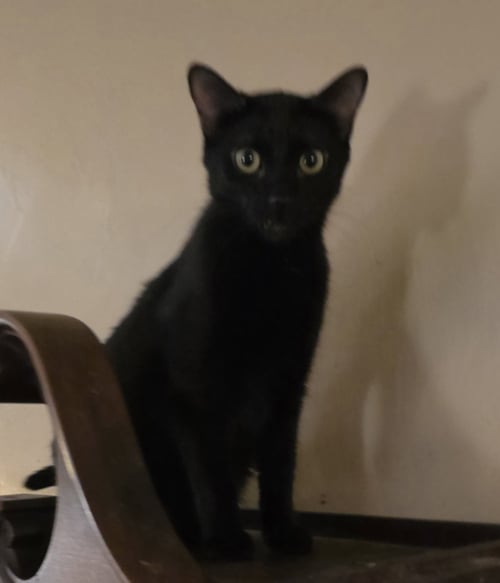 SUMAC - Domestic Short Hair available for adoption