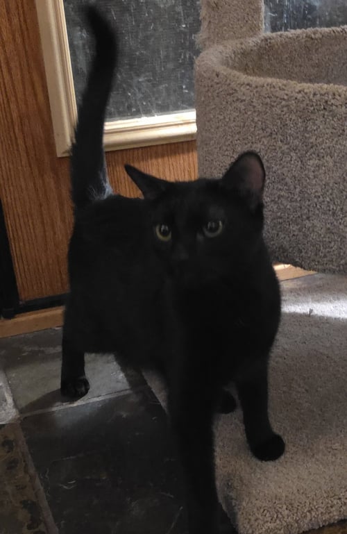 SUMAC - Domestic Short Hair available for adoption