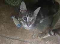 Freddy - Photo 1
