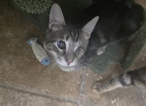 FREDDY - Domestic Short Hair for adoption in Glendale