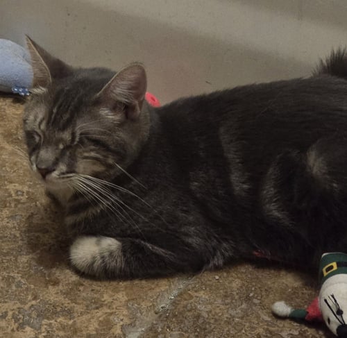 FREDDY - Domestic Short Hair available for adoption