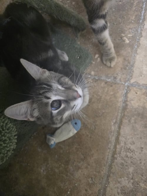 FREDDY - Domestic Short Hair available for adoption