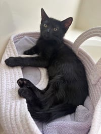 Azriel - Photo 2