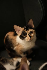 Delphine - Photo 2