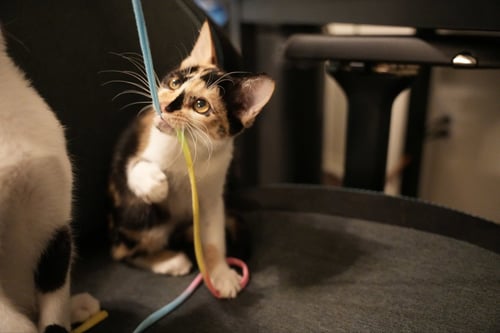 DELPHINE - Domestic Short Hair available for adoption