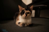 Delphine - Photo 1