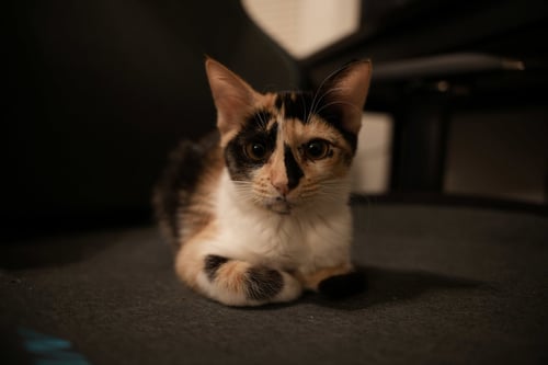DELPHINE - Domestic Short Hair for adoption in Peoria