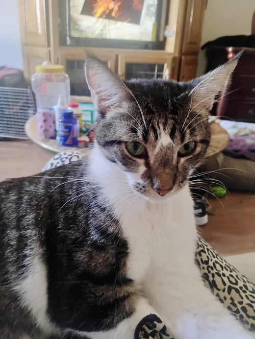 GARFIELD - Domestic Short Hair available for adoption