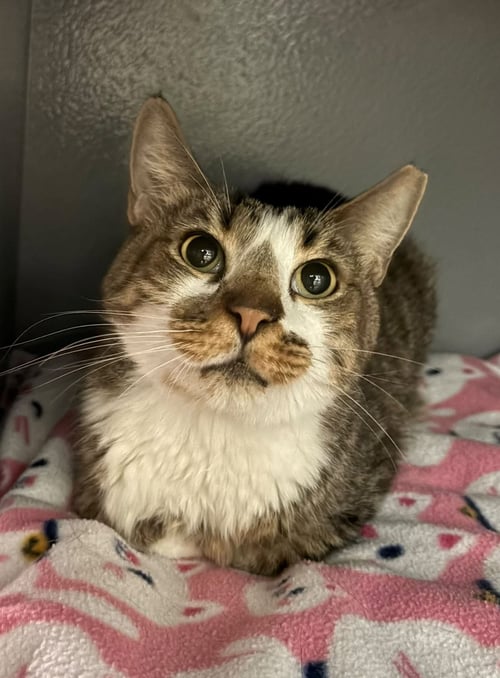 GARFIELD - Domestic Short Hair available for adoption