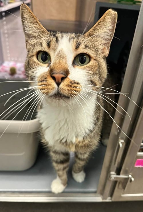 GARFIELD - Domestic Short Hair available for adoption