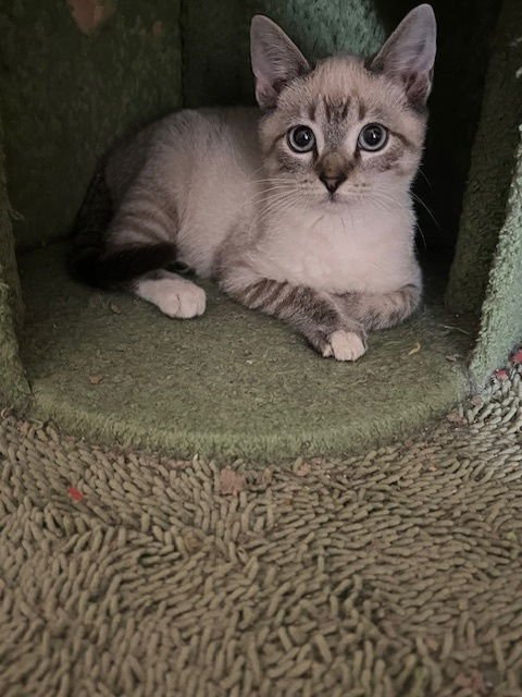 SKYWALKER - Siamese / Domestic Short Hair available for adoption