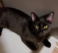 Sammy - Photo 1