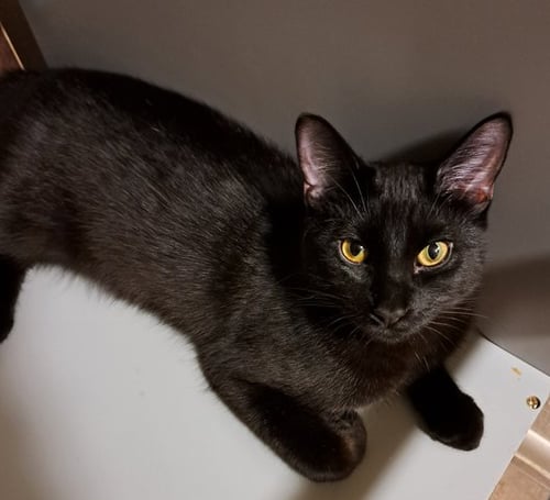 SAMMY - Domestic Short Hair for adoption in Phoenix