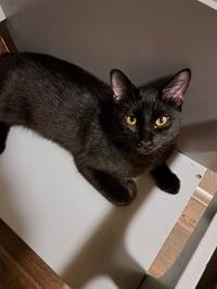 Sammy - Photo 2
