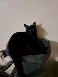Sammy - Photo 3