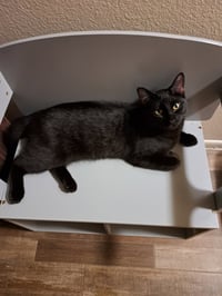 Sammy - Photo 4