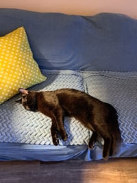 Sammy - Photo 6