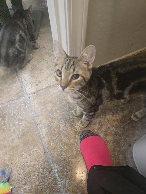 CHICO - Domestic Short Hair for adoption in Glendale