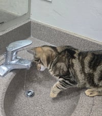 Chico - Photo 4
