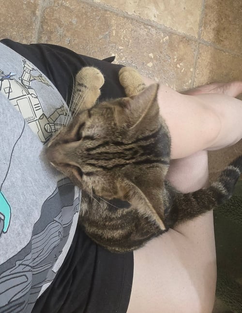 CHICO - Domestic Short Hair for adoption in Glendale