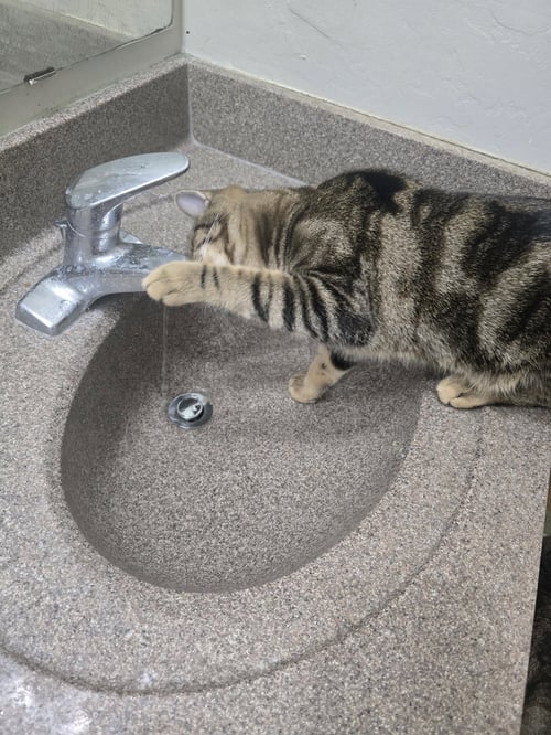CHICO - Domestic Short Hair available for adoption