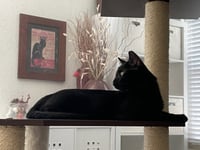 Choco - Photo 2