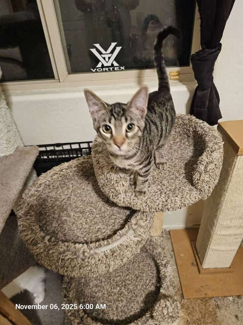 BEAR BEAR - Domestic Short Hair for adoption in Tempe