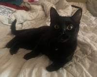 Pepper - Photo 1