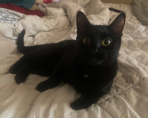 PEPPER - Domestic Short Hair for adoption in Phoenix