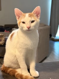 Stewie - Photo 1