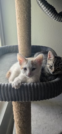 Stewie - Photo 2