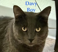 Davey Boy (FIV+) - Photo 3