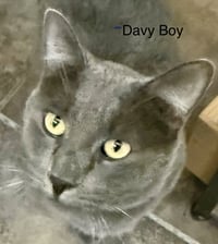 Davey Boy (FIV+) - Photo 1