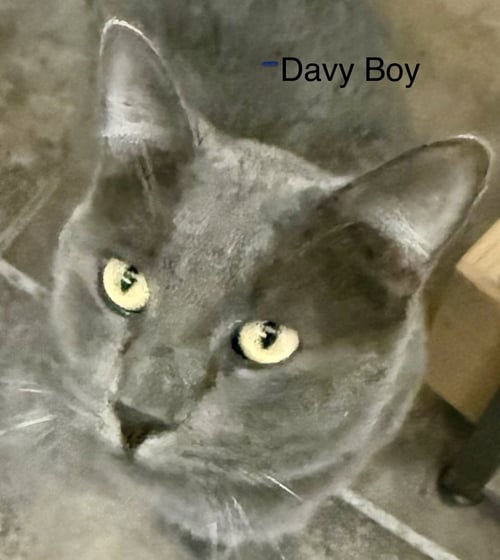 DAVEY BOY (FIV+) - Domestic Short Hair for adoption in Glendale