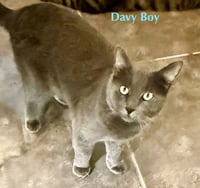 Davey Boy (FIV+) - Photo 2