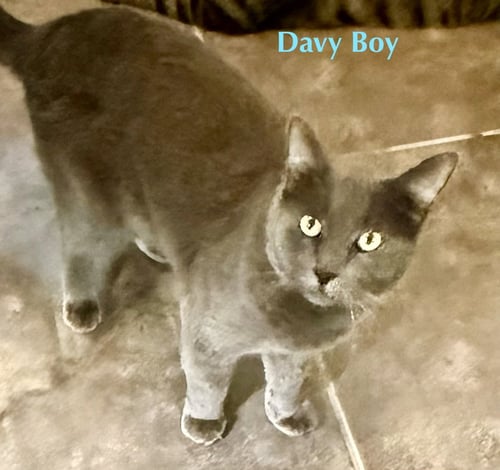 DAVEY BOY (FIV+) - Domestic Short Hair available for adoption
