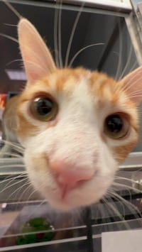 Henry (bonded with Tuti) - Photo 3