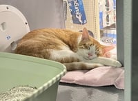 Henry (bonded with Tuti) - Photo 5